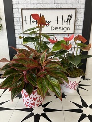 Plants Need Love Too from your Sebring, Florida florist